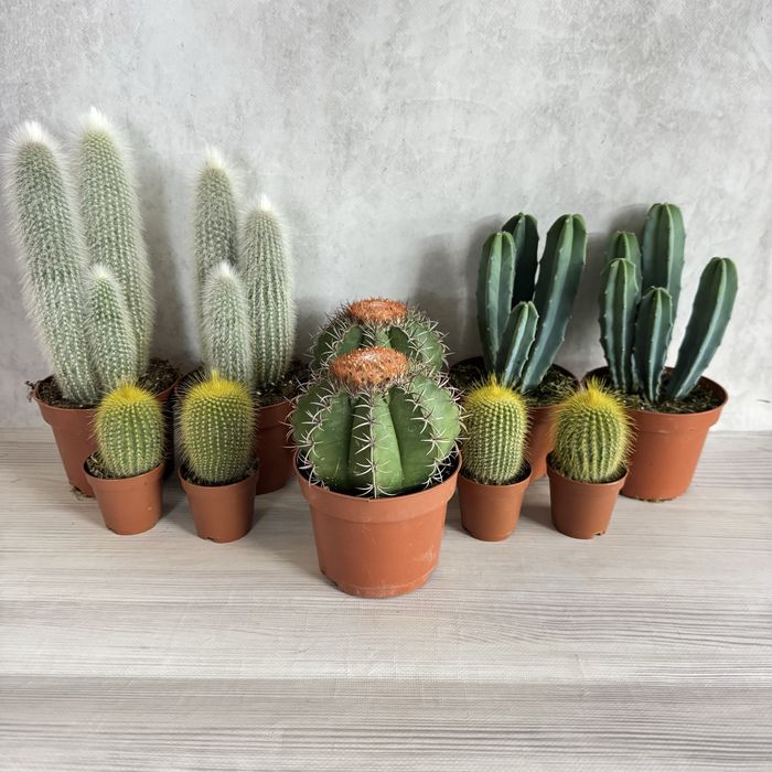 Сукуленти Суккулент. Succulents Кактус . Крассула. Венерина мухоловка