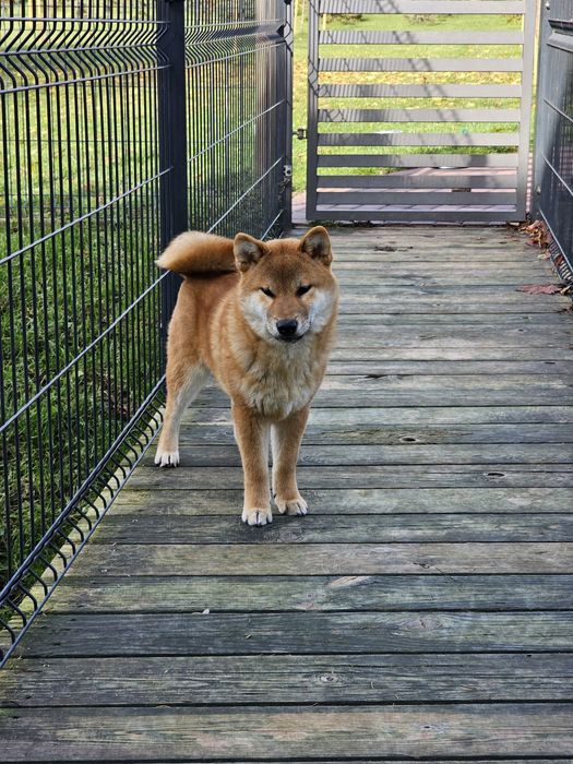 Shiba inu Shiba szczenię doskonały  rodowód ZKWP FCI