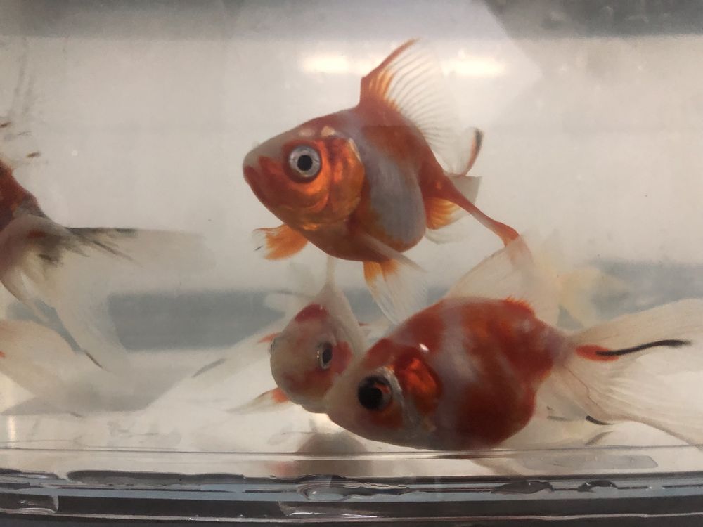 Oranda Ryunkin Sakura 6/7