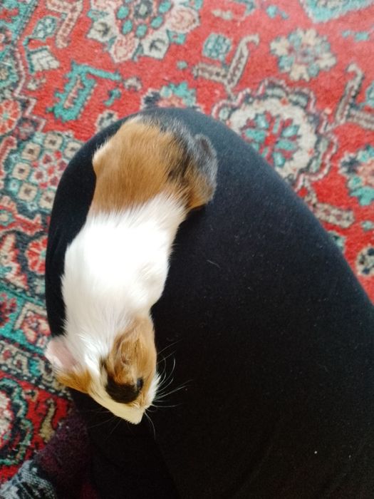 Морські свинки чи куй