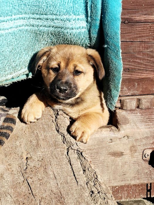 Mała suczka, piesek za darmo
