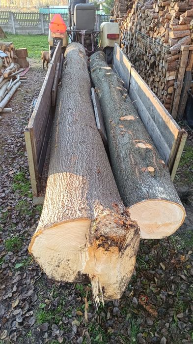 DRZEWO LIPA grube, zdrowe