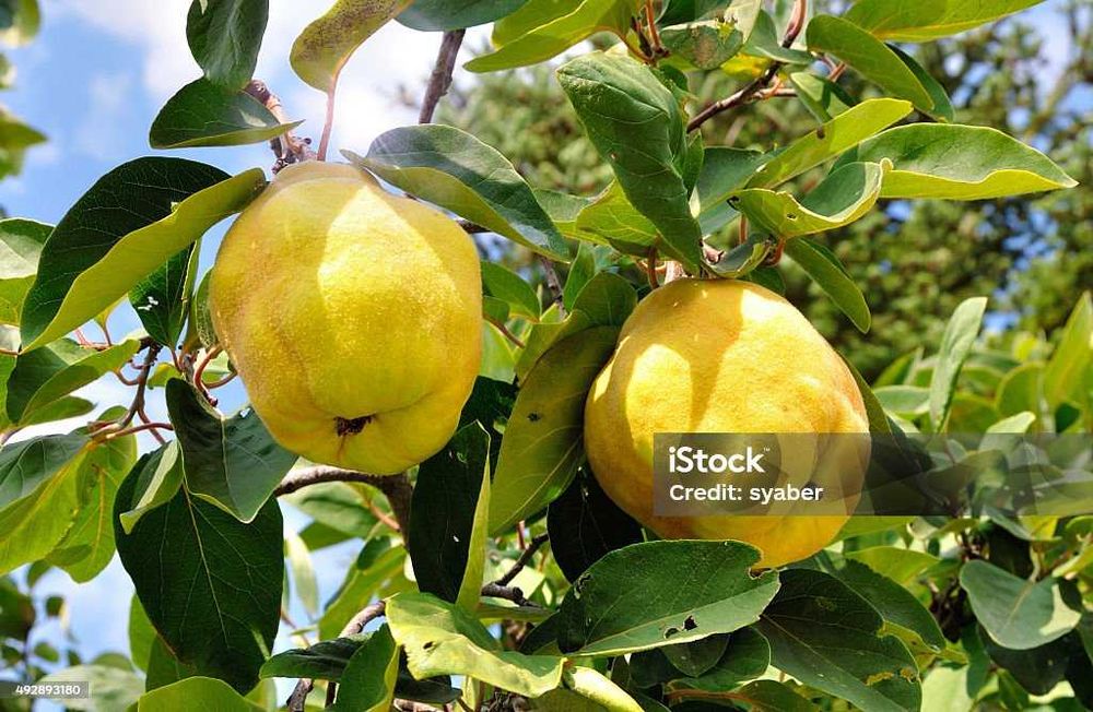 Продам айву недорого