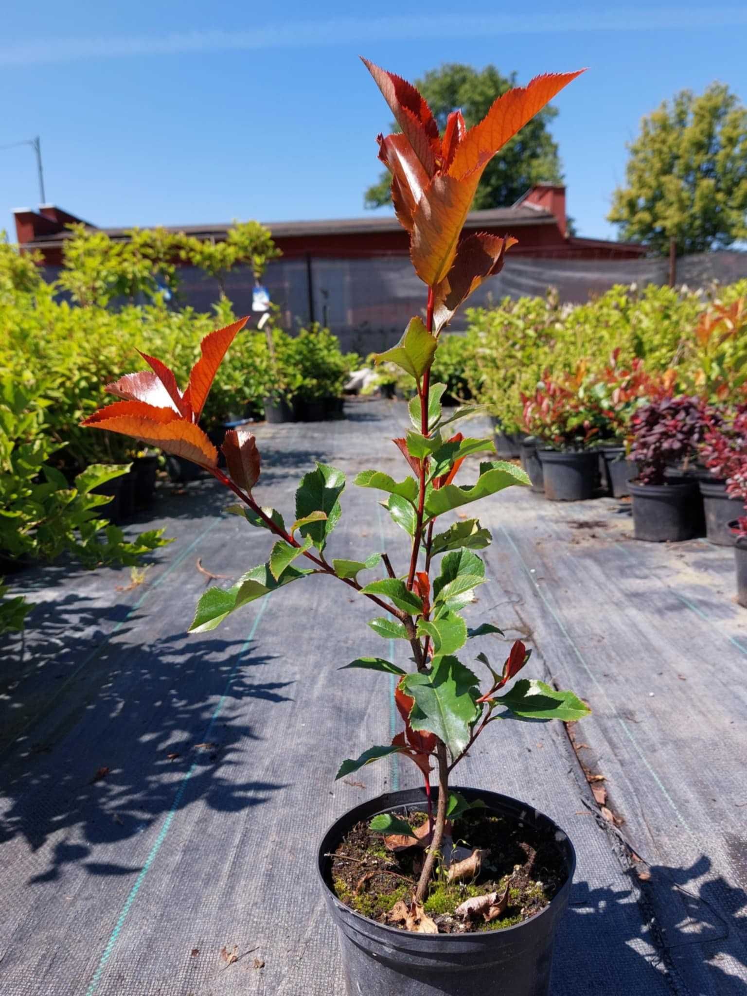 Głogownik photinia litle red ,litle fema