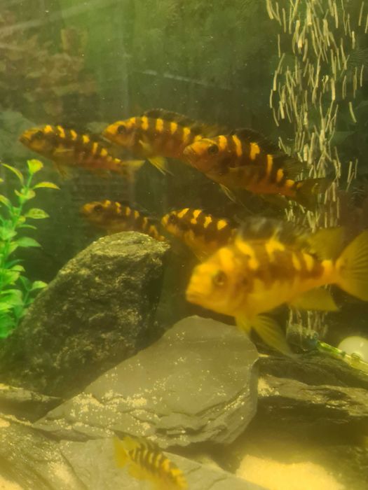 Ryby - pyszczaki (szerszenie) dorosłe