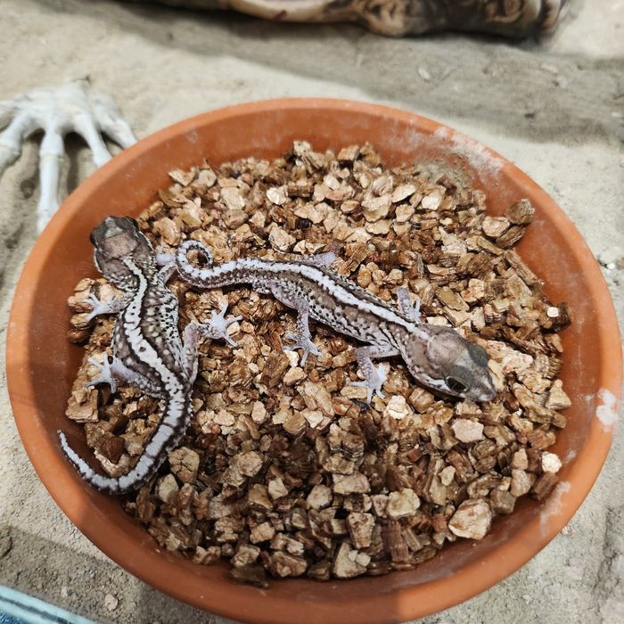 Gekon madagaskarski, Paroedura Picta