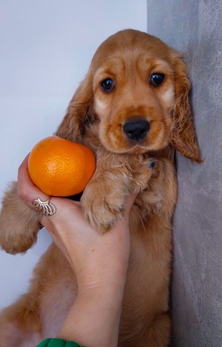 Цуценята Англійського спаніеля