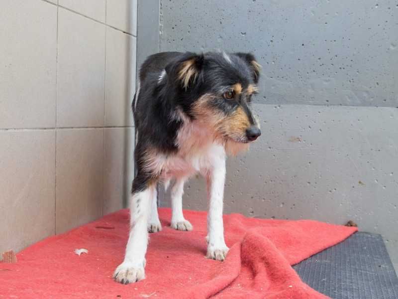 Amber - kilkuletnia i kudłata suczka