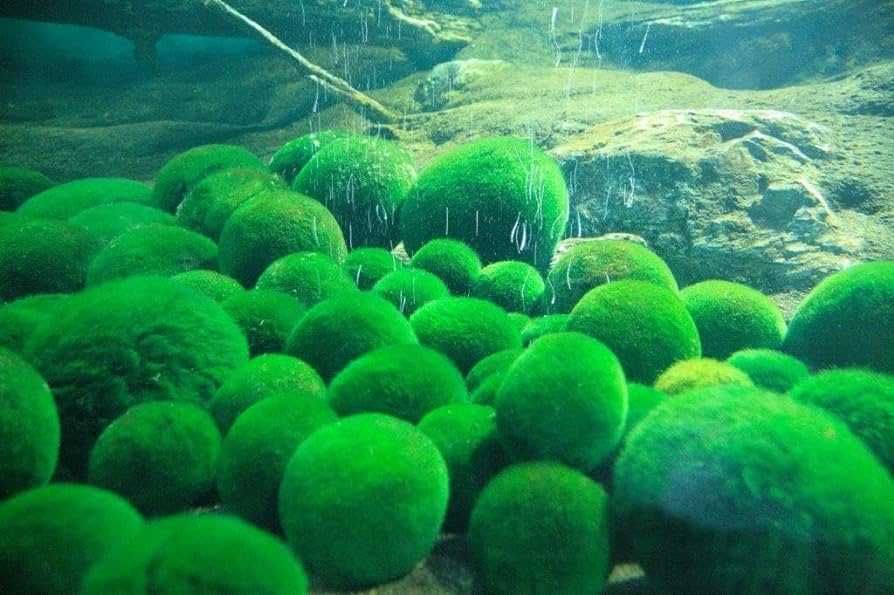 MUSGO - Pack de 3 Marimo Balls (Aegagropila Linnaei)