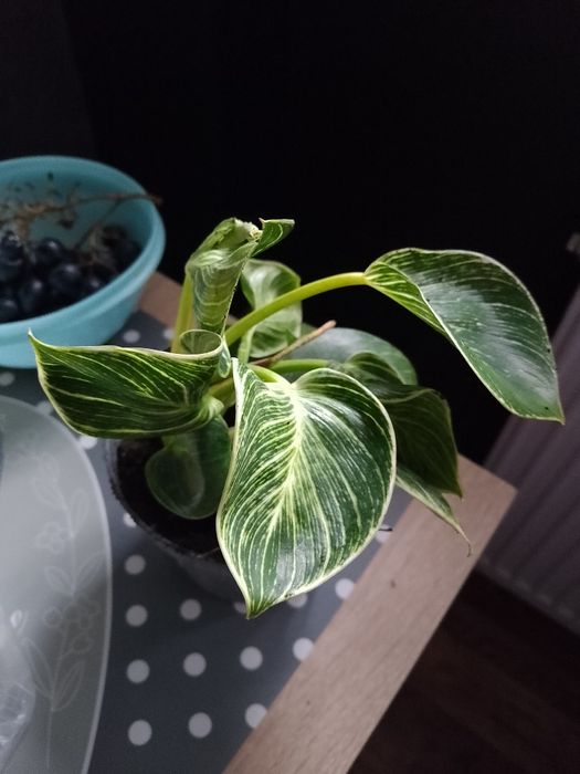 Oddam za darmo rośliny domowe bez doniczek