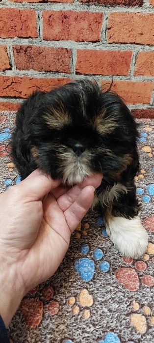 Czarny chłopak Shih-tzu