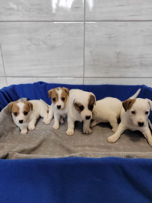 Jack Russell Terrier Szczeniak Śliczny Zaprasza