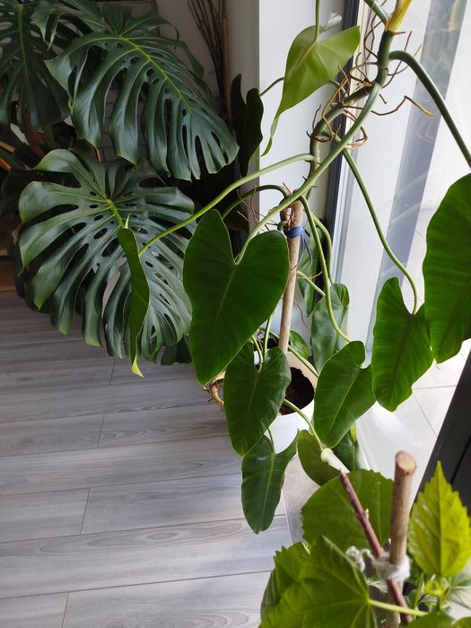 Монстера велика пишна