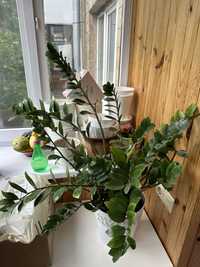 заміокулькас Лоддігеза/Zamioculcas zamiifolia, loddigesii.