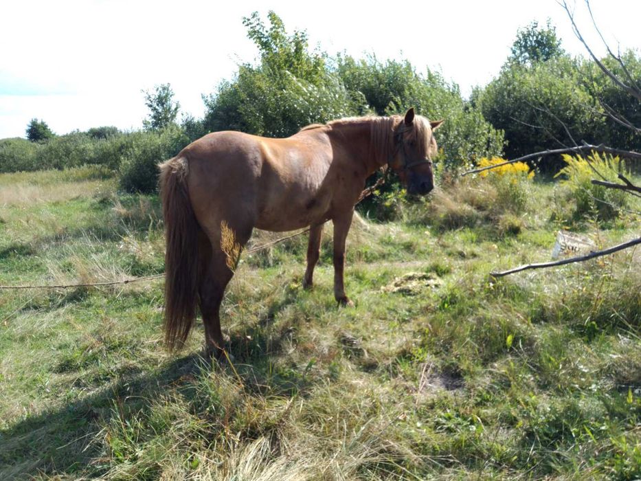 Кобила 9 років здорова