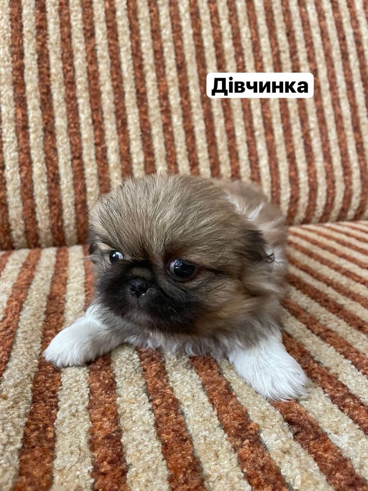 Продам цуциків Королівського пекінеса
