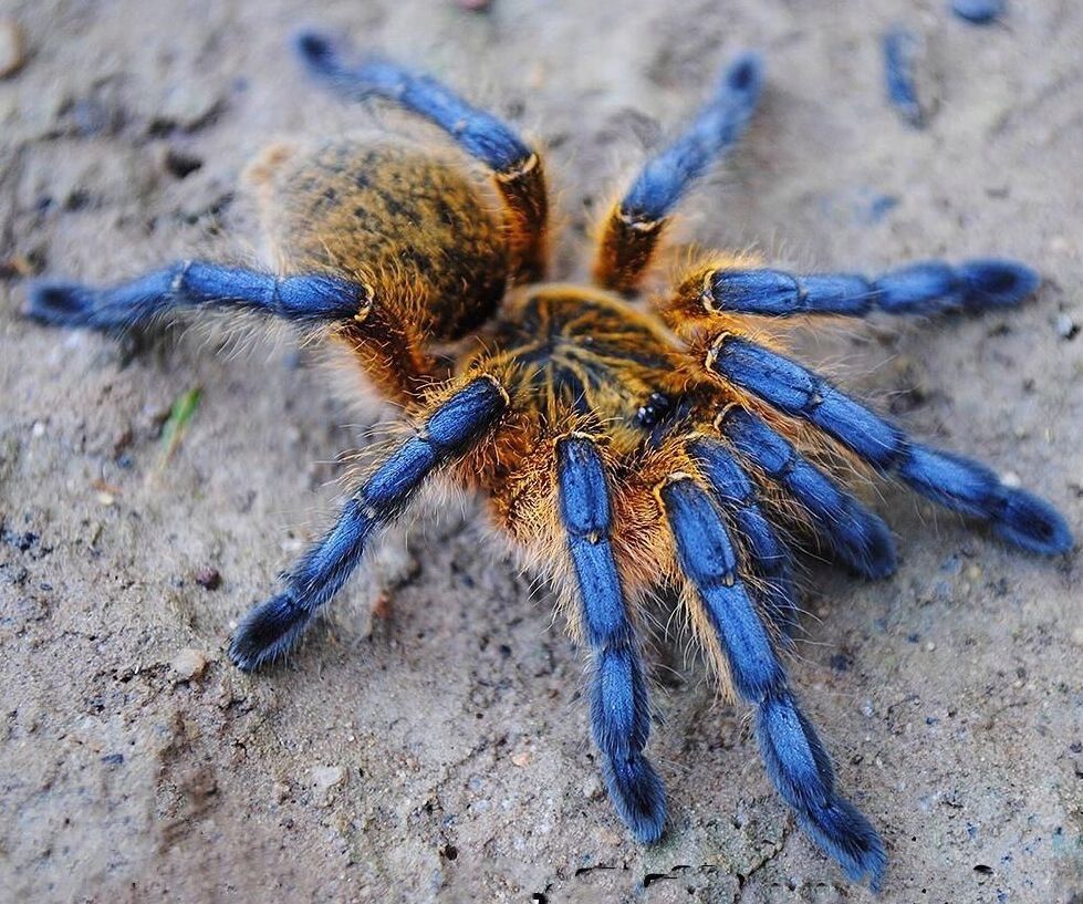 Ptasznik Harpactira Pulchripes