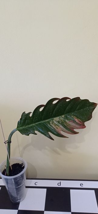 Філодендрон Карамель. Марбл Пінк