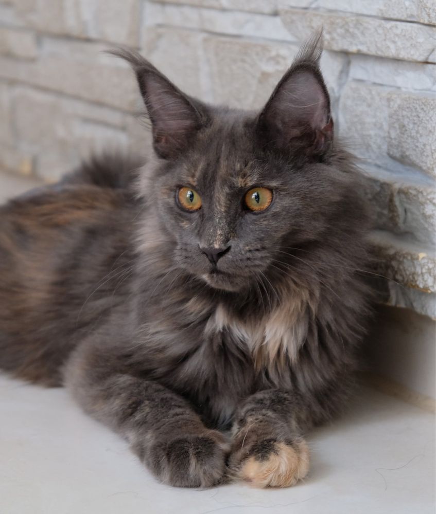 Maine coon kotka niebieski dymny szylkret z bielą FPL opcja hodowlana