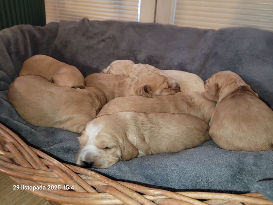 Cocker Spaniel Angielski biszkoptowy