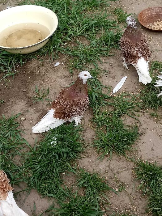 Loczek czerwony, samczyk.Gołębie.