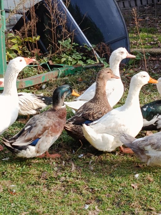 Sprzedam  kaczki staropolskie i francuskie