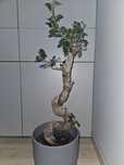 Fikus Ginseng S-shape 60-70 cm Bonsai