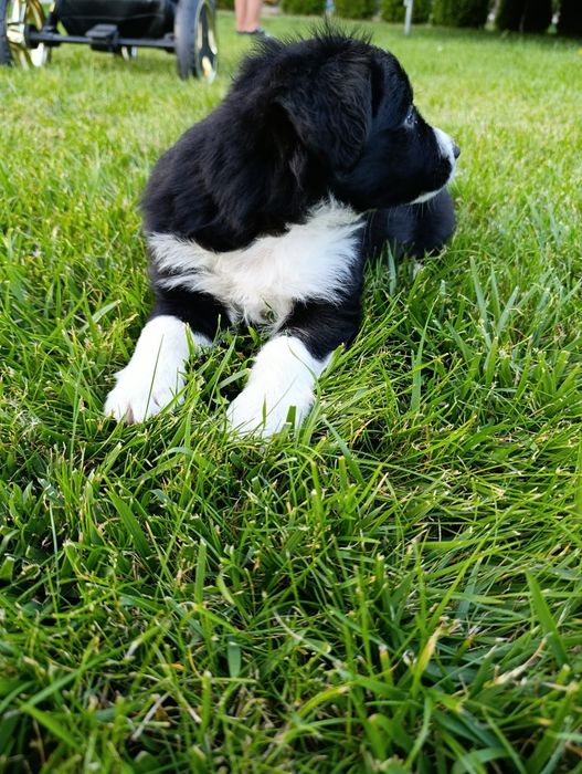 Piesek Border Collie