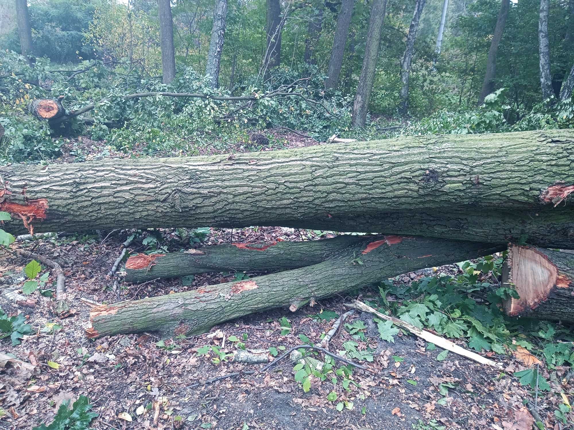 Czyszczenie działek wycinka kupno drewna na pniu