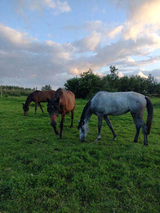 Pensjonat, przyjmujemy odsadki, młodzież, klacze hodowlane i seniorów