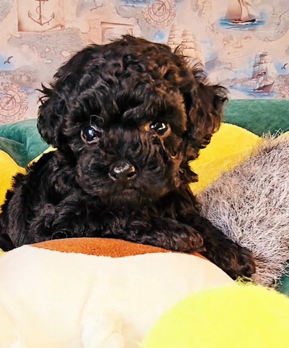 Той Пудель міні хлопчик доставка цуценя