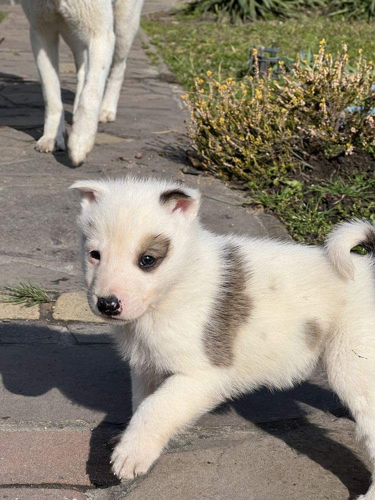 Продам цуциків ЗСЛ батьки працють по кабанах,куницях і т д.