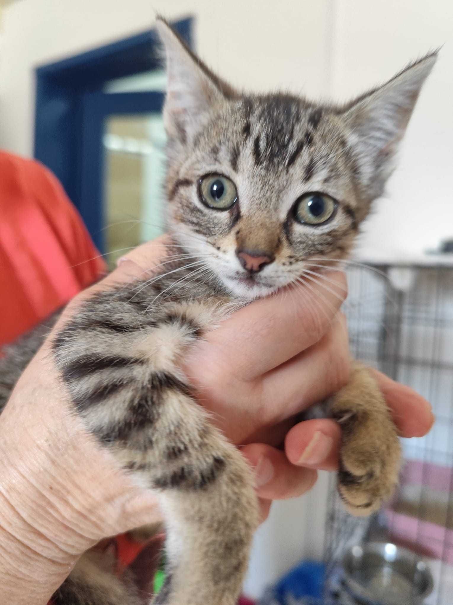 GATINHOS BEBÉS - Para Adoção