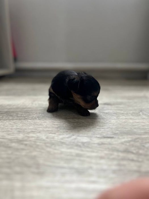 Продам цуценят! Породисті