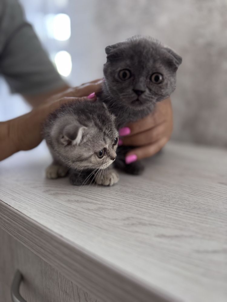 Котята породы Шотландская вислоухая
