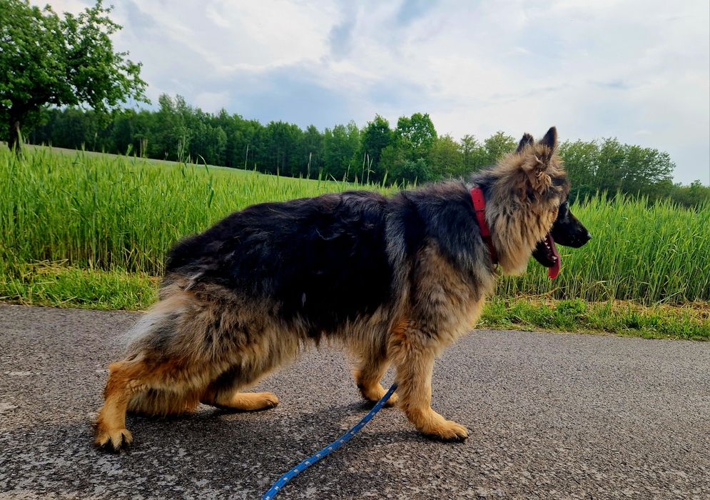 Owczarek Niemiecki Długowłosy - Piesek.