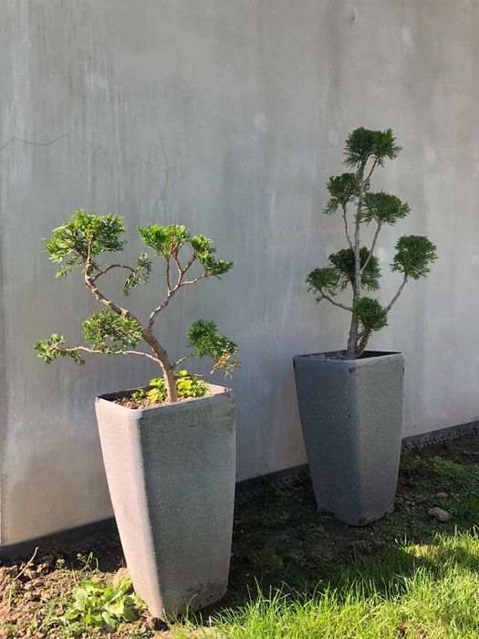 tuja drzewko bonzai bonsai do ogrodu