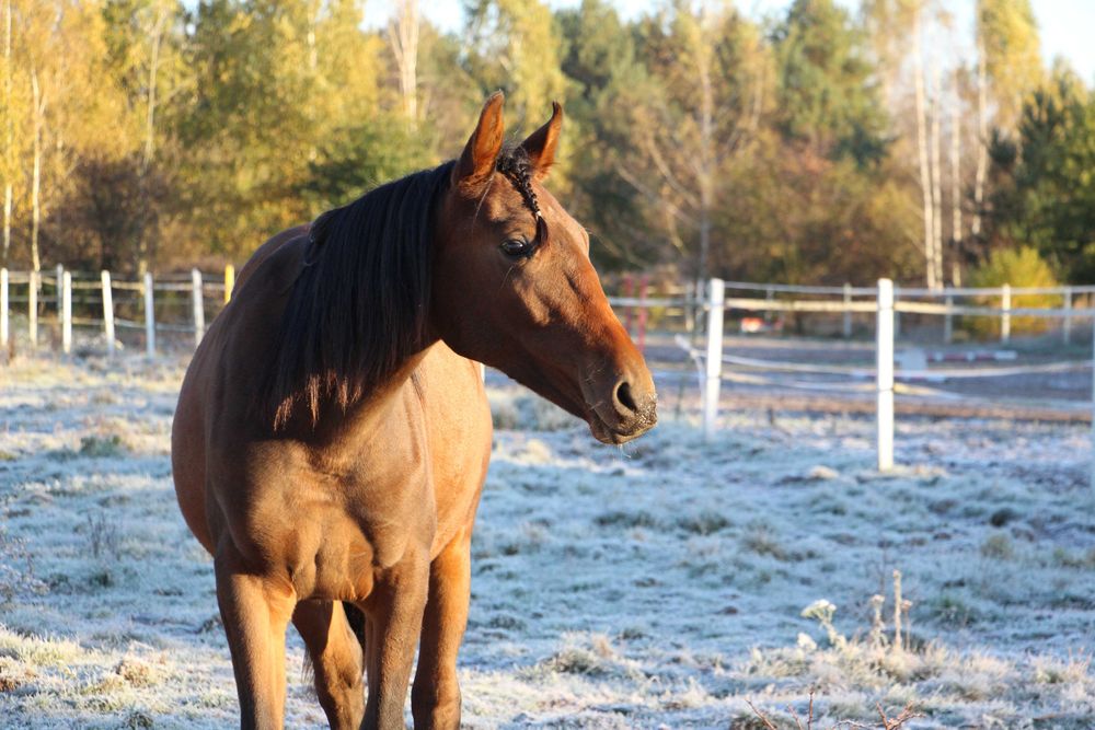 Klacz Zangersheide - CLARISSA Z ( Cascado x Calena)