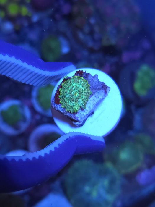 Discossomas corais de água salgada