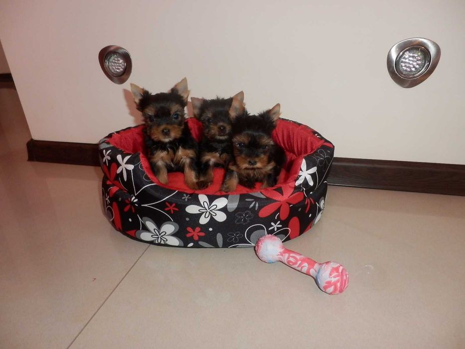 York Yorkshire Terier śliczna  mini sunia