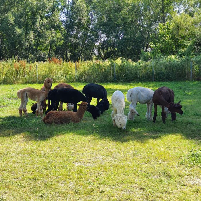 Sprzedam stado alpaki 5 szt huacaya