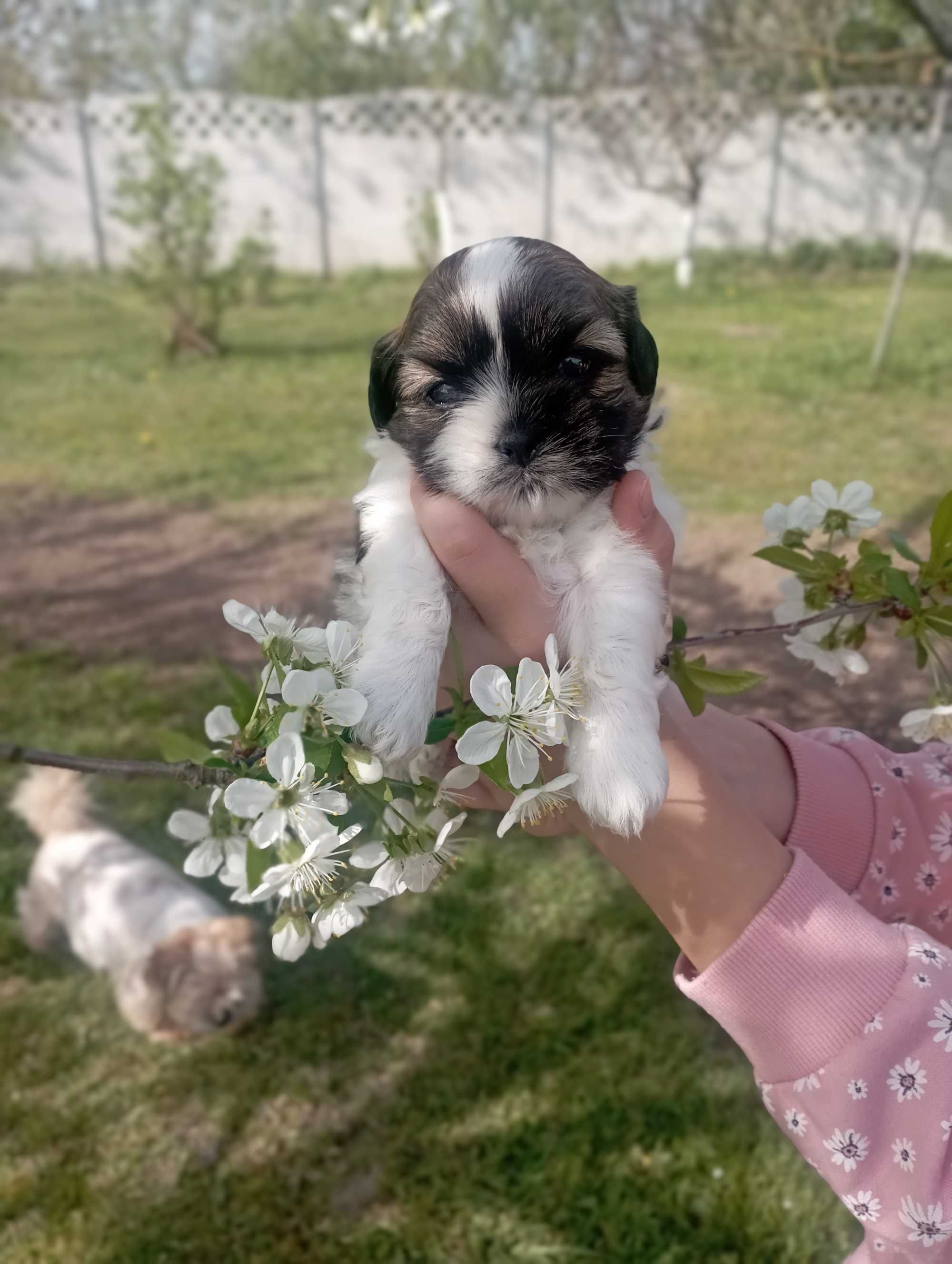 Shihtzu szczenie