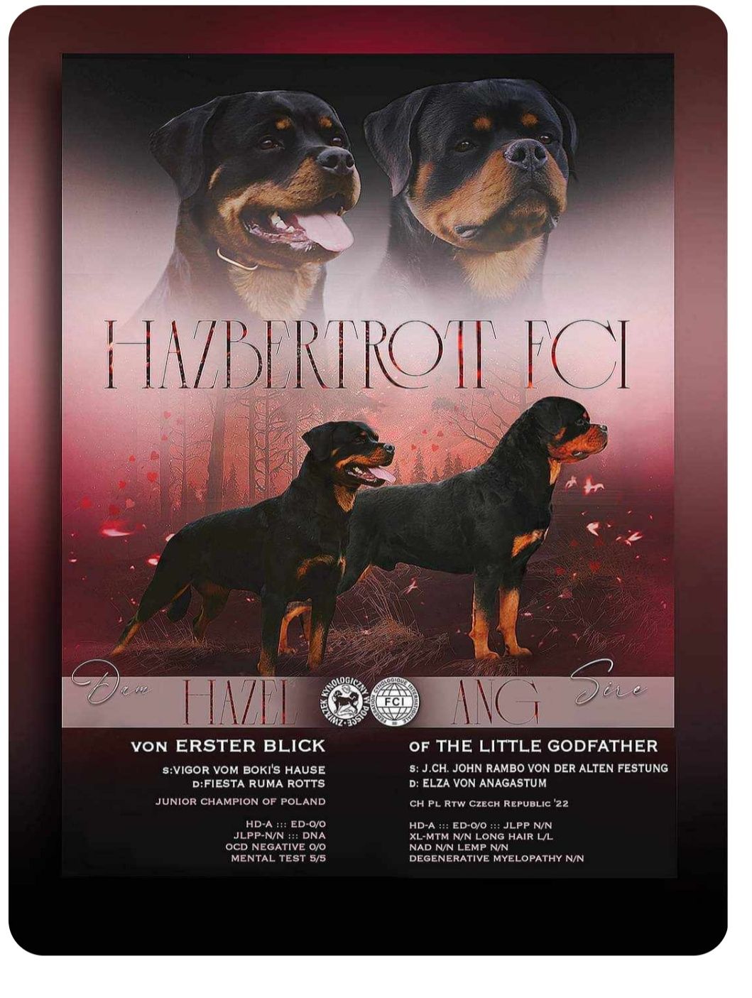 Rottweiler 4 miesiące pies FCI
