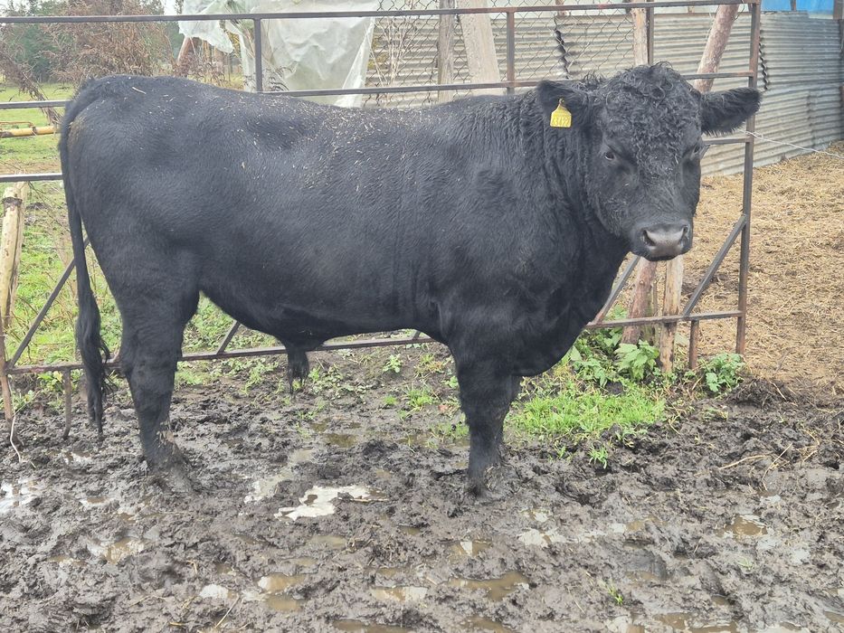 Sprzedam Byka Angus