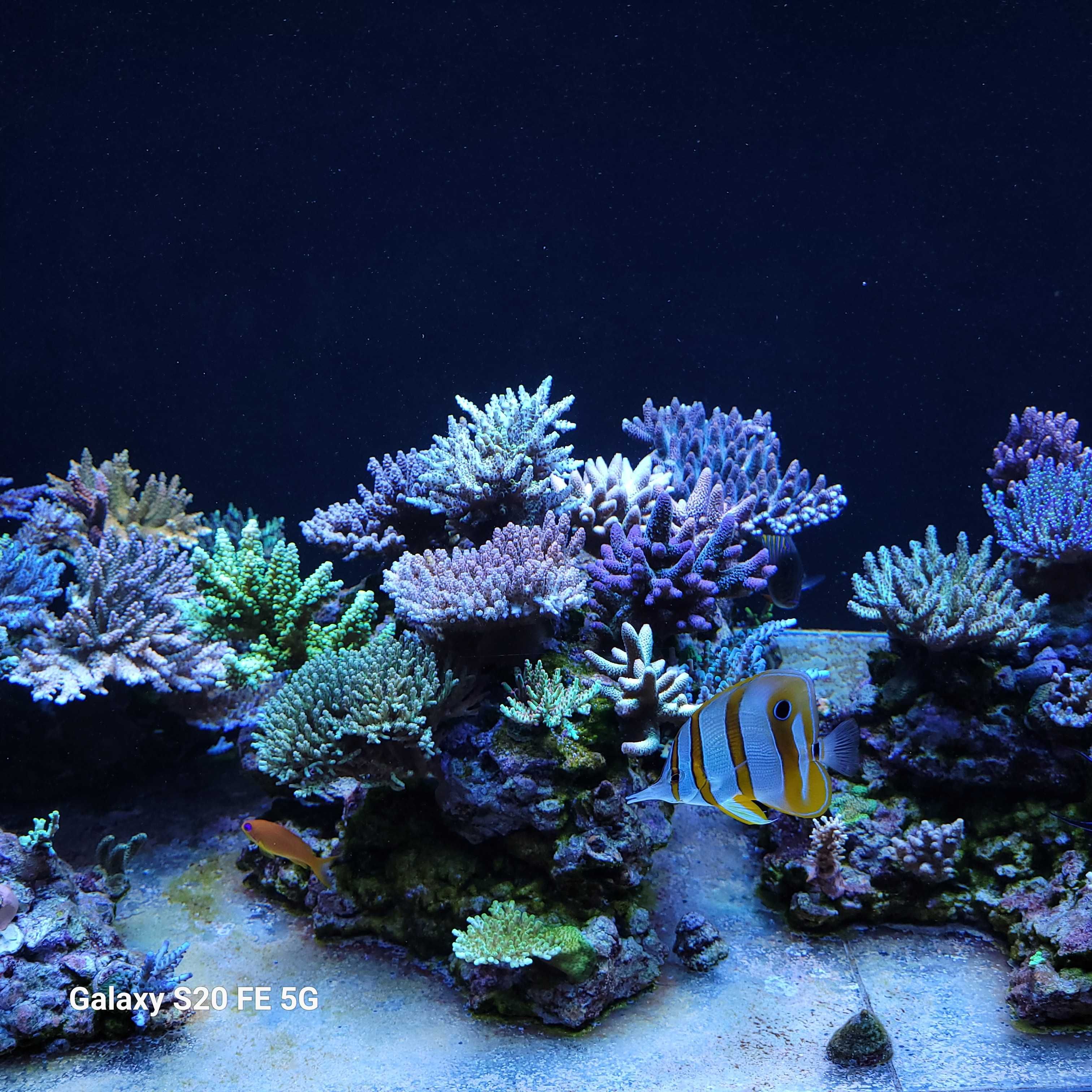 Acropora, szczepki,sps