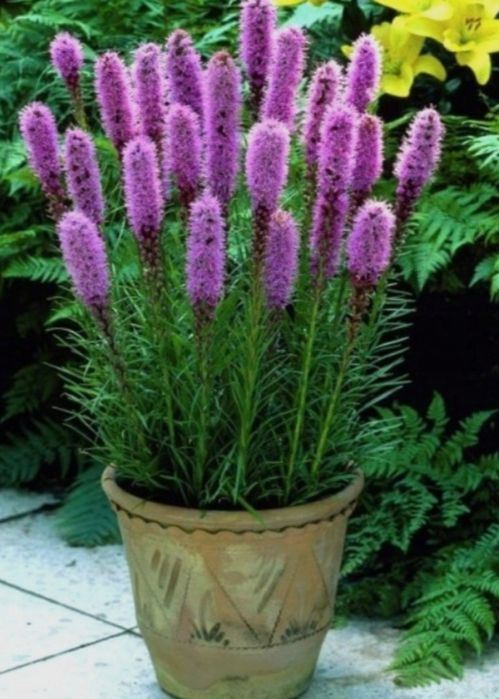 Cynie  liatra klosowata nasiona różne  kolory