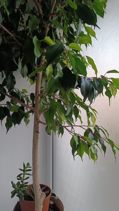 Продам фикус ___