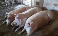 Продам откормленных свиней не дорого!!