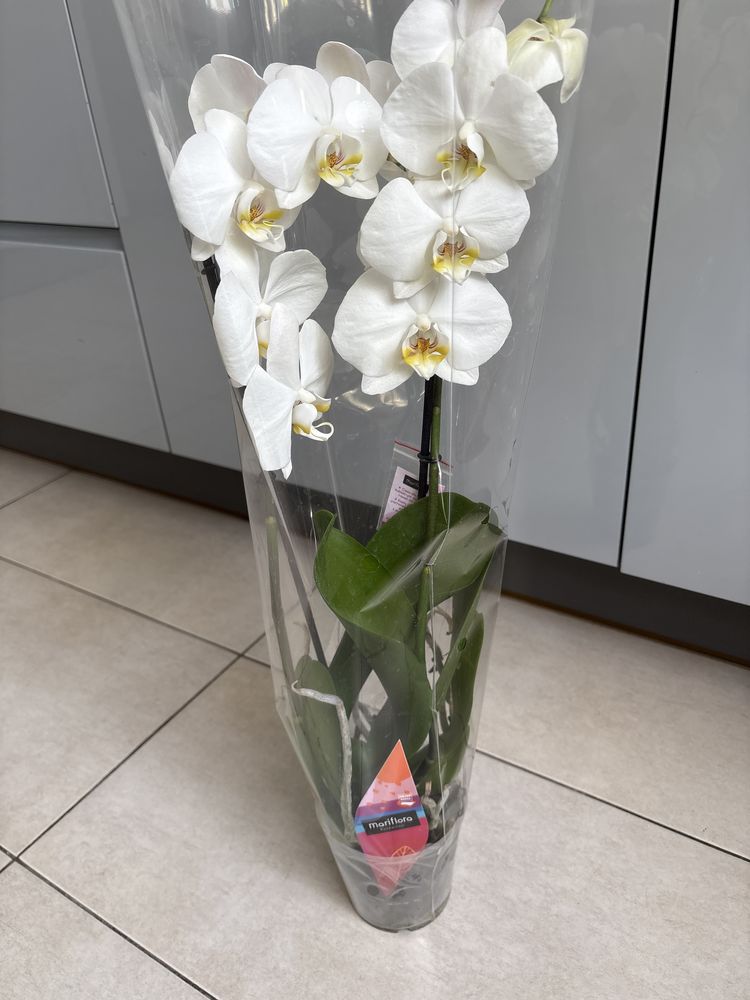 Kwiat storczyk orchidea