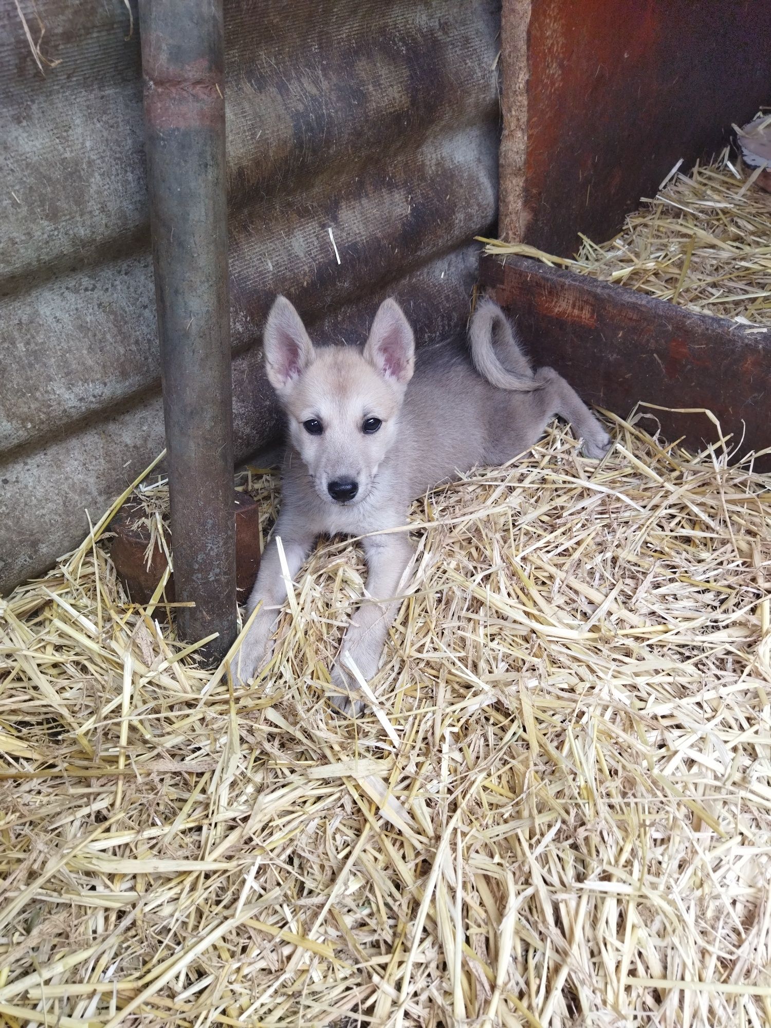 Продам щенят західно сибірська лайка